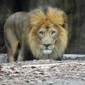 Meet your Posher, Leo